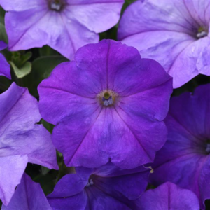 Wave Lavender Sky Blue Wave Petunia Jumbo 6 pack 17.99 sale price